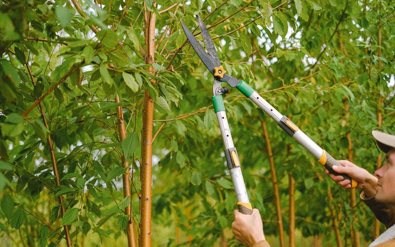 Tree trimming in Blairstown, MO